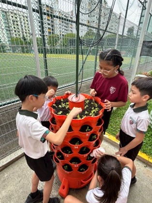 From seed to harvest - it's finally time!